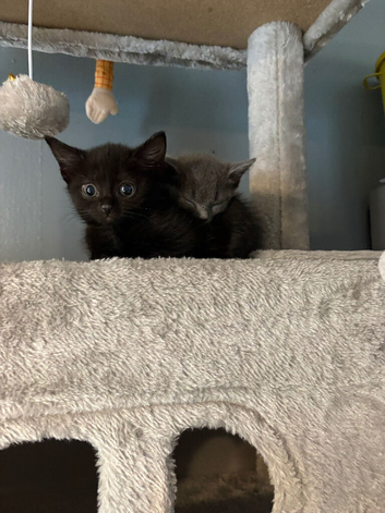 11 week old kittens