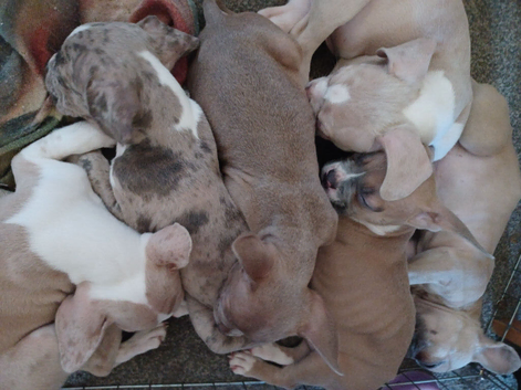 Pocket bully cross french bulldog