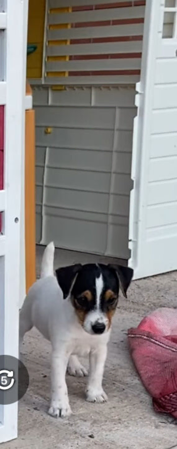 Jack russel pup for sale