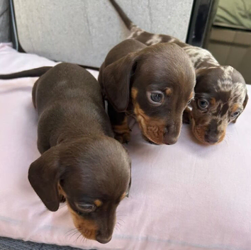 Stunning Litter of Miniature Dachshund Puppies available