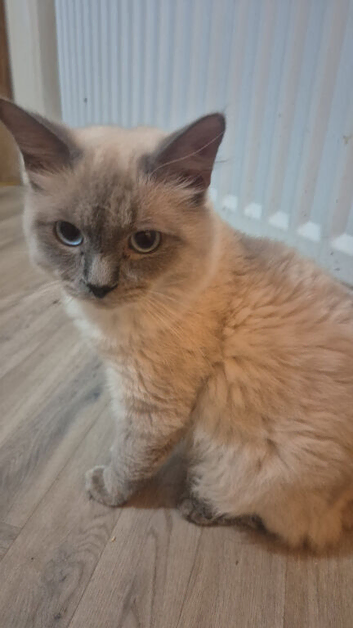 2 ragdoll kittens left