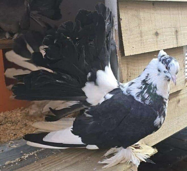 Breeding pair of Indian fantails