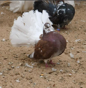 COLOURED GARDEN FANTAIL DOVES PERMANENT ERECTED TAILS