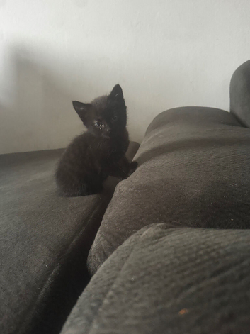 Black kitten