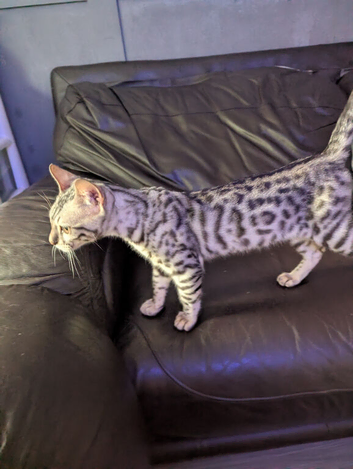 16 week old boy bengal