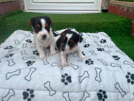Jack Russell puppies