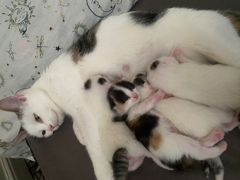4 x kittens currently 5 weeks old