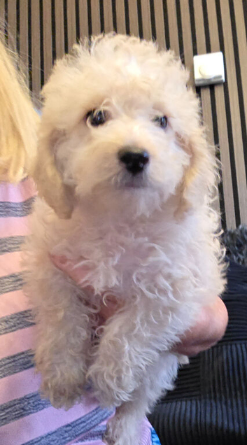 Toy poodle 3/4 puppies