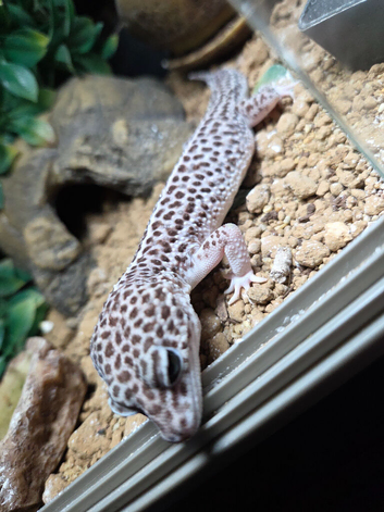 Mack super snow breeding pair