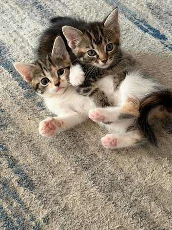 Beautiful Maine coon kittens for sale