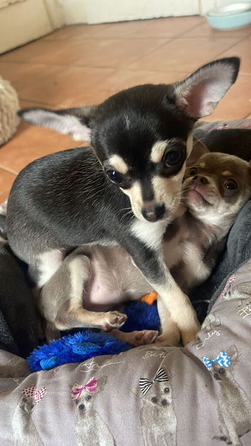 Exquisite chihuahua girl puppies