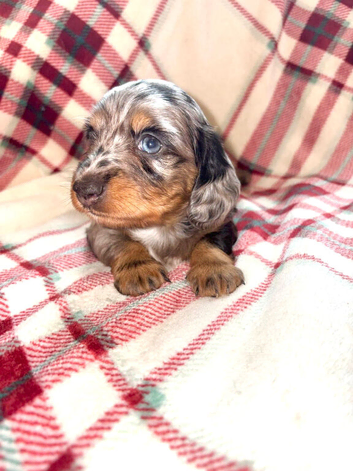 Miniature Daschund