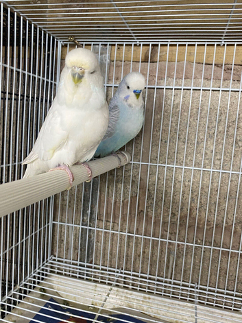 Budgie pairs