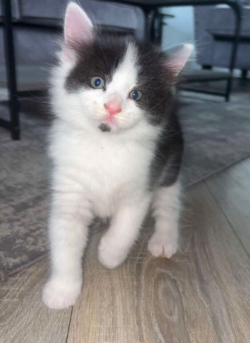 4 kittens for sale