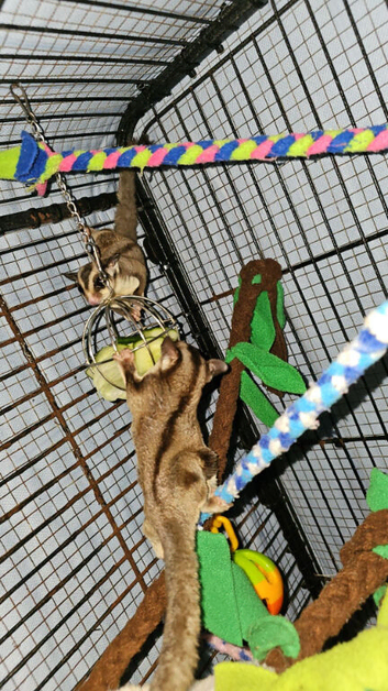 Male and female breeding pair