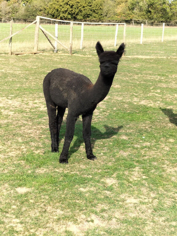 Alpaca