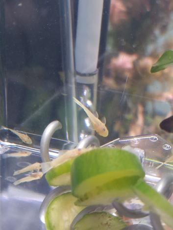 Lemon bristlenose blue eyes fry