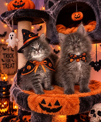 READY. NOW TICA REGISTERED MAINE COON KITTENS