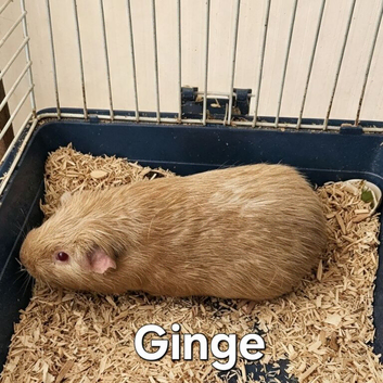 male guinea pigs