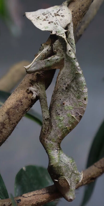 Multiple Uroplatus species (leaf tail geckos)
