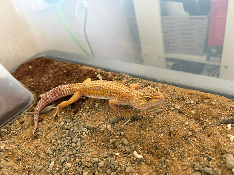 Leopard gecko