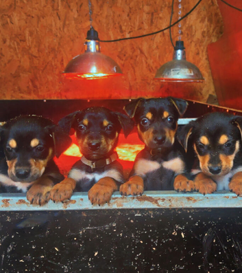 Pure New Zealand huntaway pups