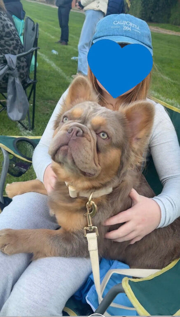 Fluffy French Bulldog stud