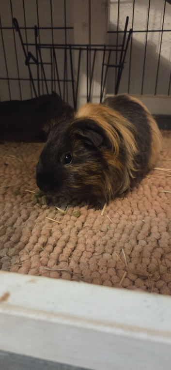 3 guinea pigs