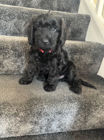 Cockapoo