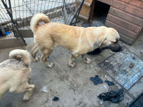 Turkish kangal
