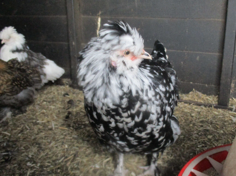 Black/White Mottled Pullets( Female) Bantam Pekin/Araucana (Blue eggs)