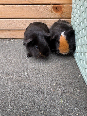 Two male guinea pigs