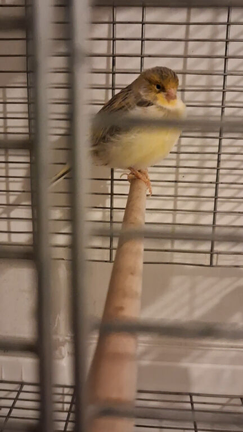 Veargated canary male, very active dominant hen