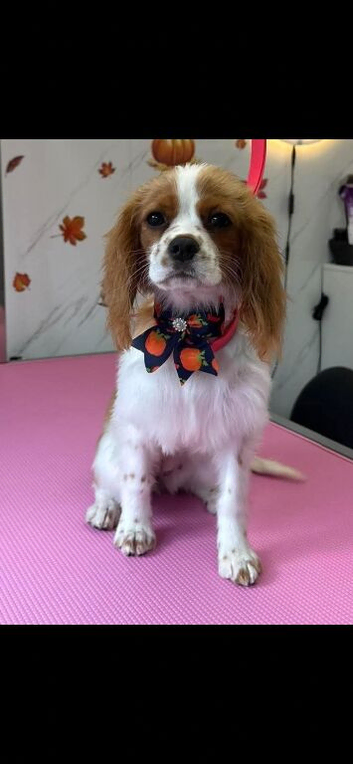Cavalier king charles spaniel female