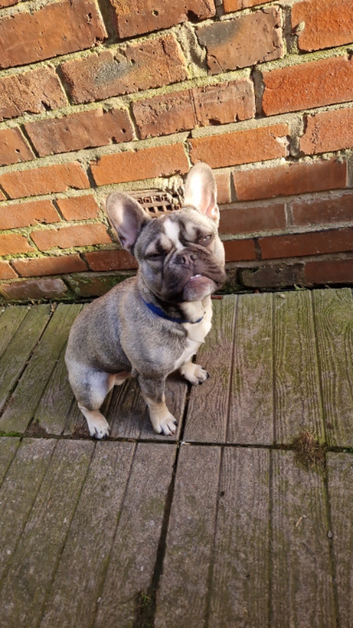 KC REG French bulldog for stud only