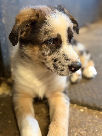 Beautiful Shollie Pups