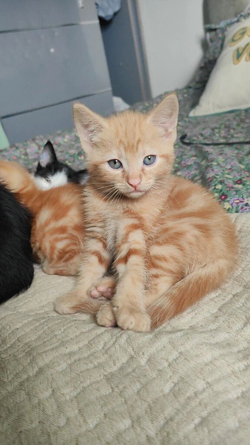 Ginger kitten