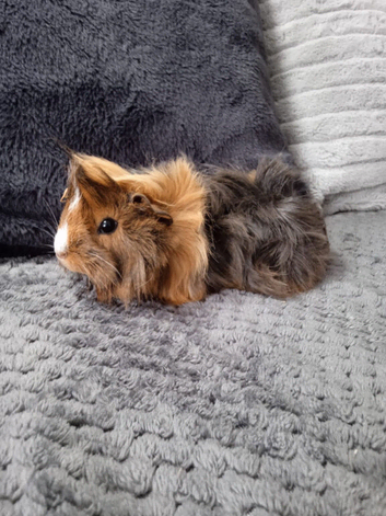 2 Guinea Pig boys