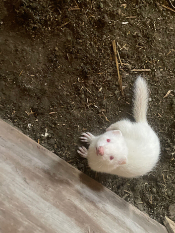 Male albino 2 months old need gone