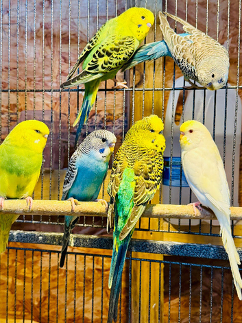 Young budgies