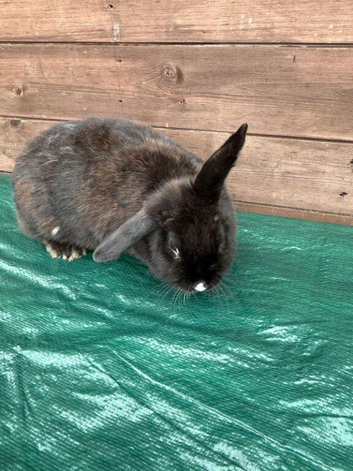 Female rabbit for sale in Partington