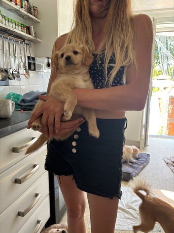 One boy one girl puppy