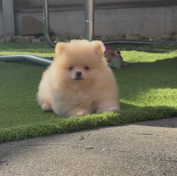 Tiny Teddy Bear Pomeranians PRICE REDUCED!!