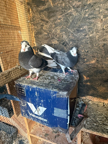 Garden fantails