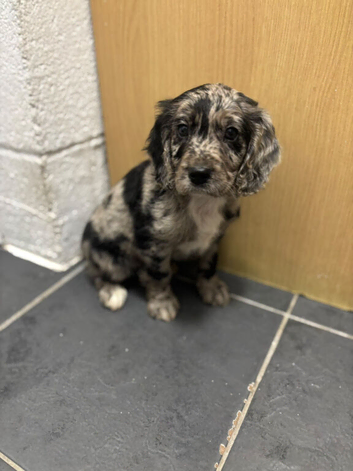 3 working cocker spaniel puppies
