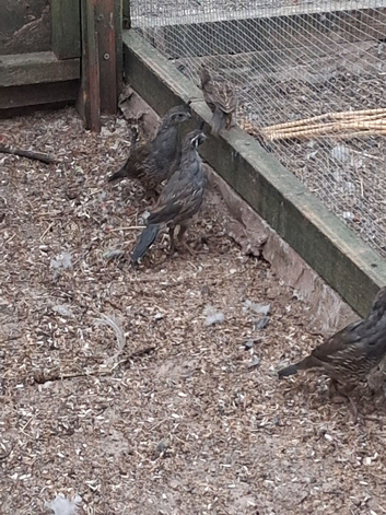 Californian quail