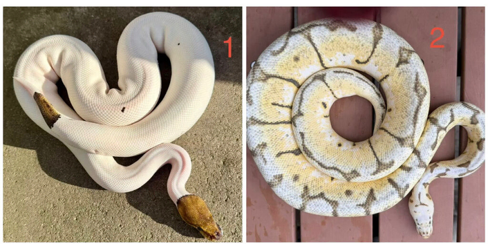 Updated last 2 left Urgent royal pythons and young boa