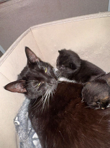3 kittens ready for new homes.
