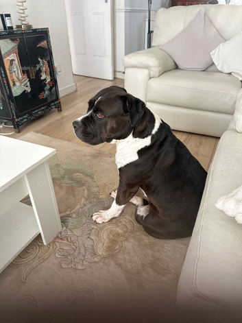 Staffie cross