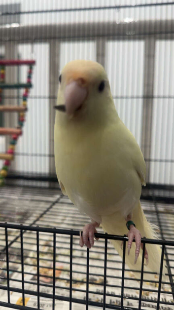 Cream coloured Kakariki